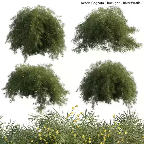 Acacia cognata Limelight 02 3D model