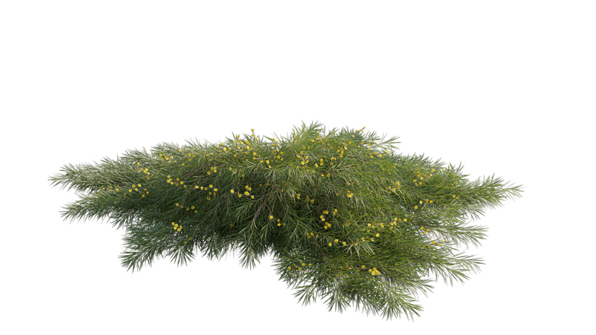 Acacia cognata Limelight 01 3D model_2