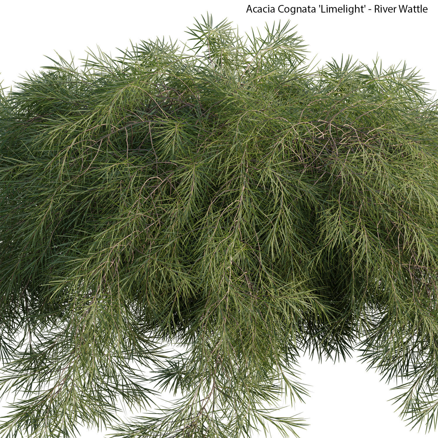 Acacia cognata Limelight 01 3D model_7