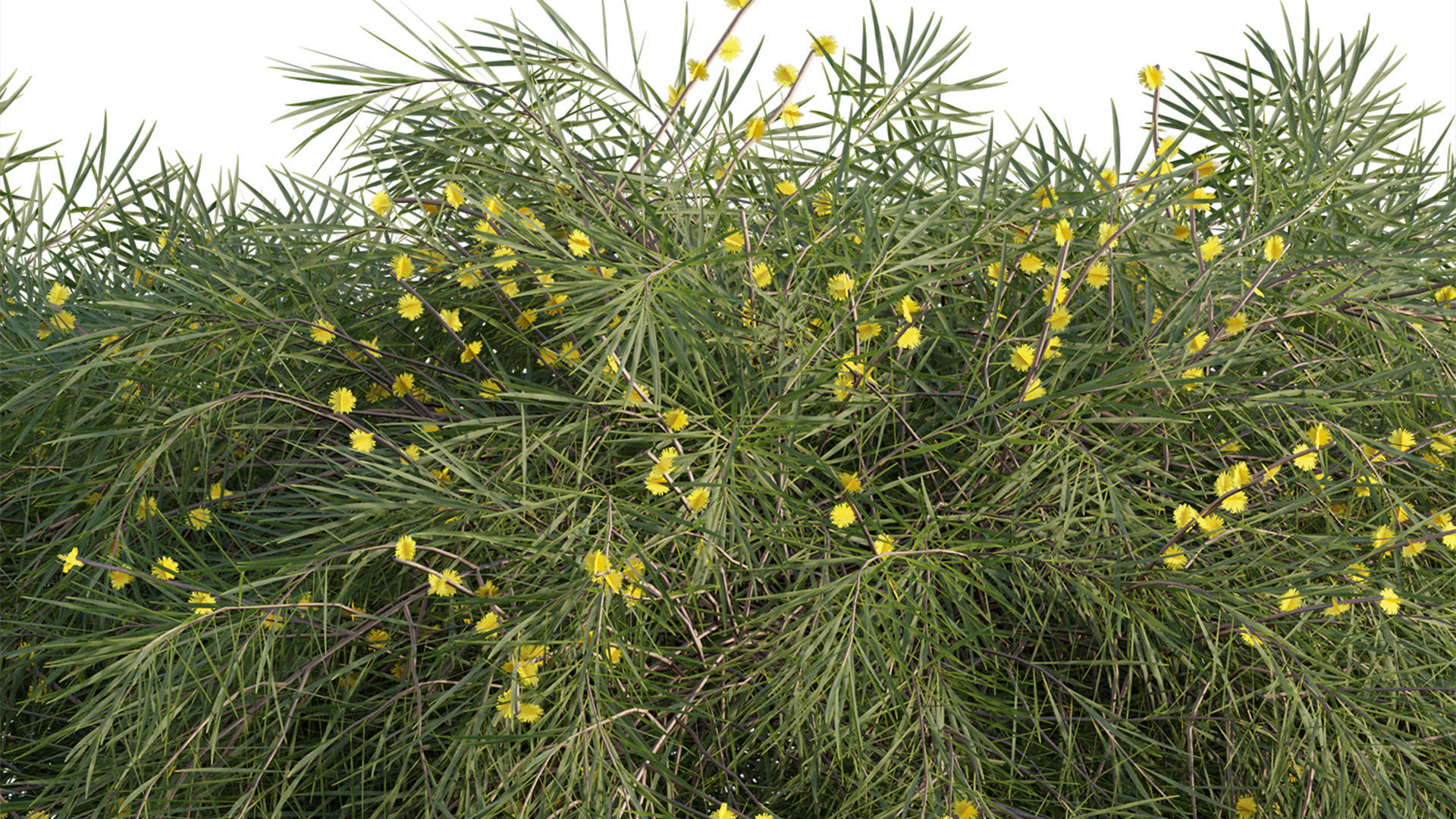 Acacia cognata Limelight 01 3D model_10