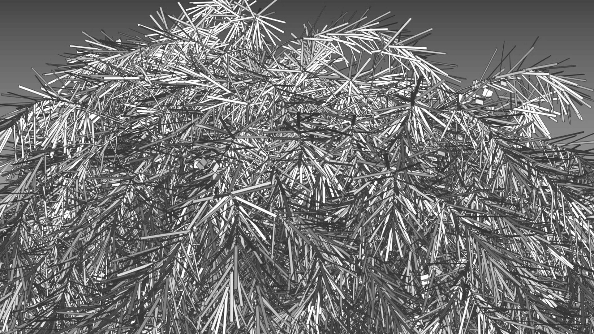 Acacia cognata Limelight 01 3D model_9