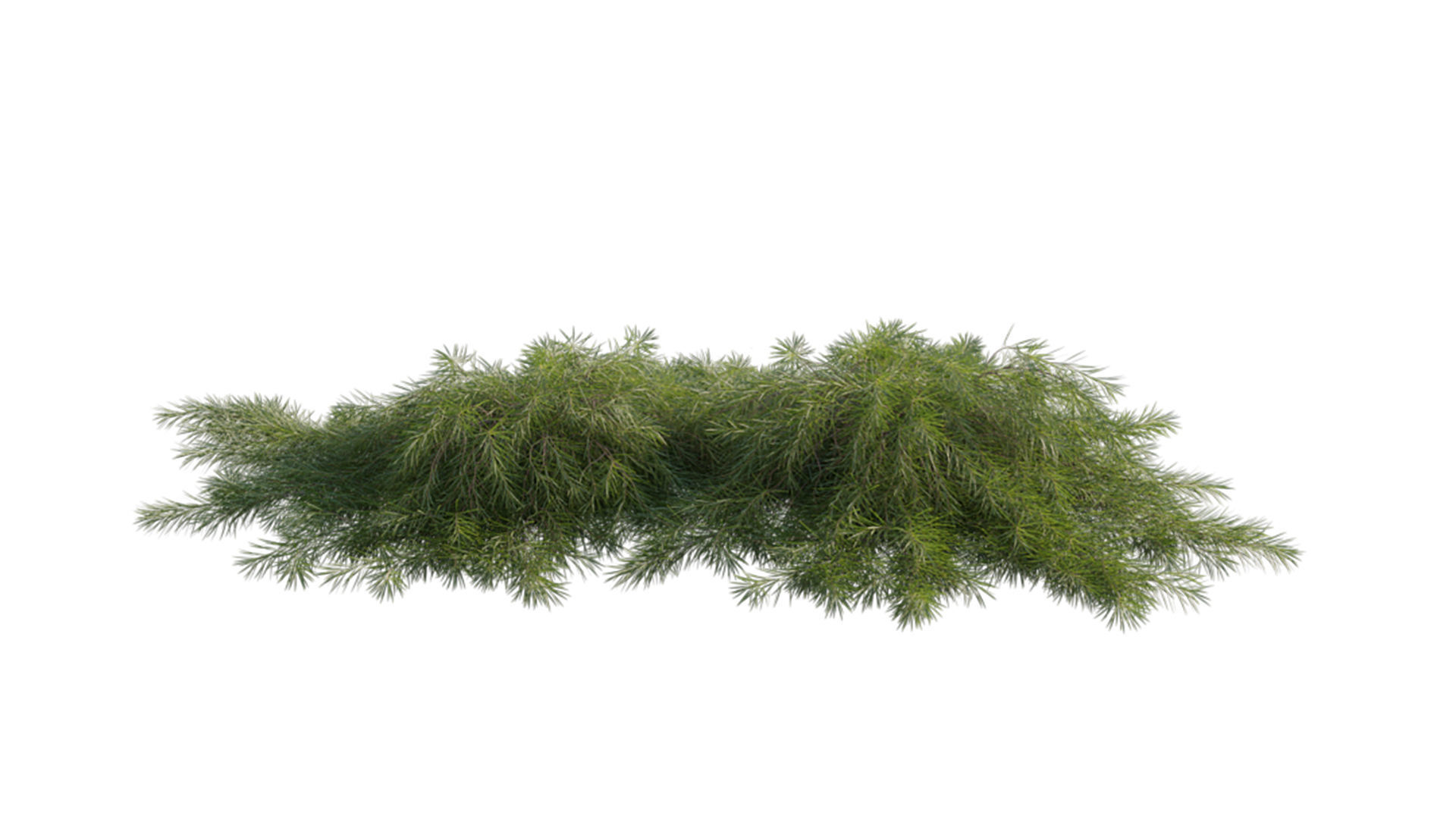 Acacia cognata Limelight 01 3D model_3