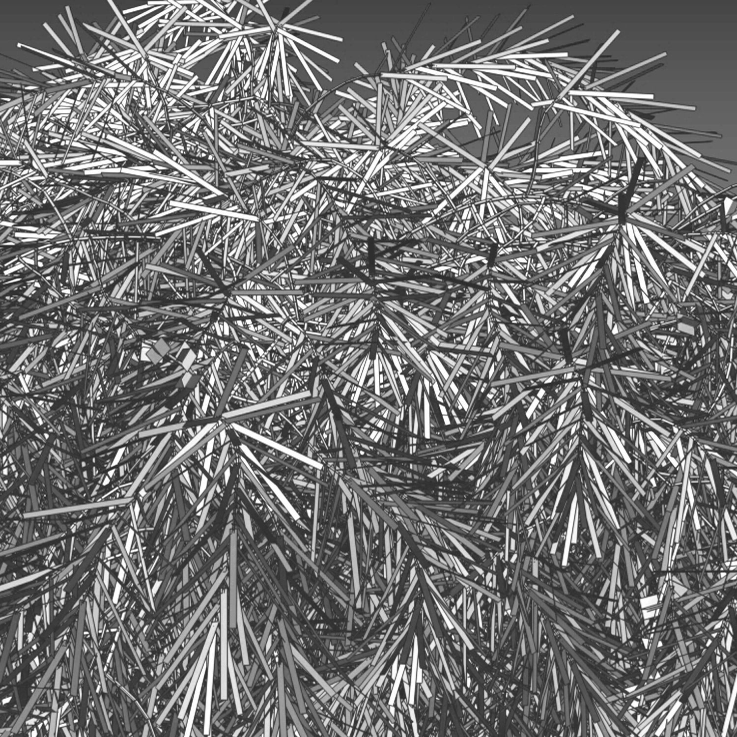 Acacia cognata Limelight 01 3D model_8