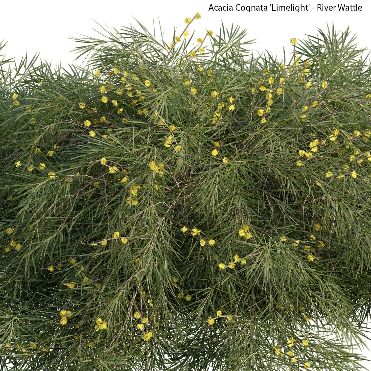 Acacia cognata Limelight 01 3D model_6