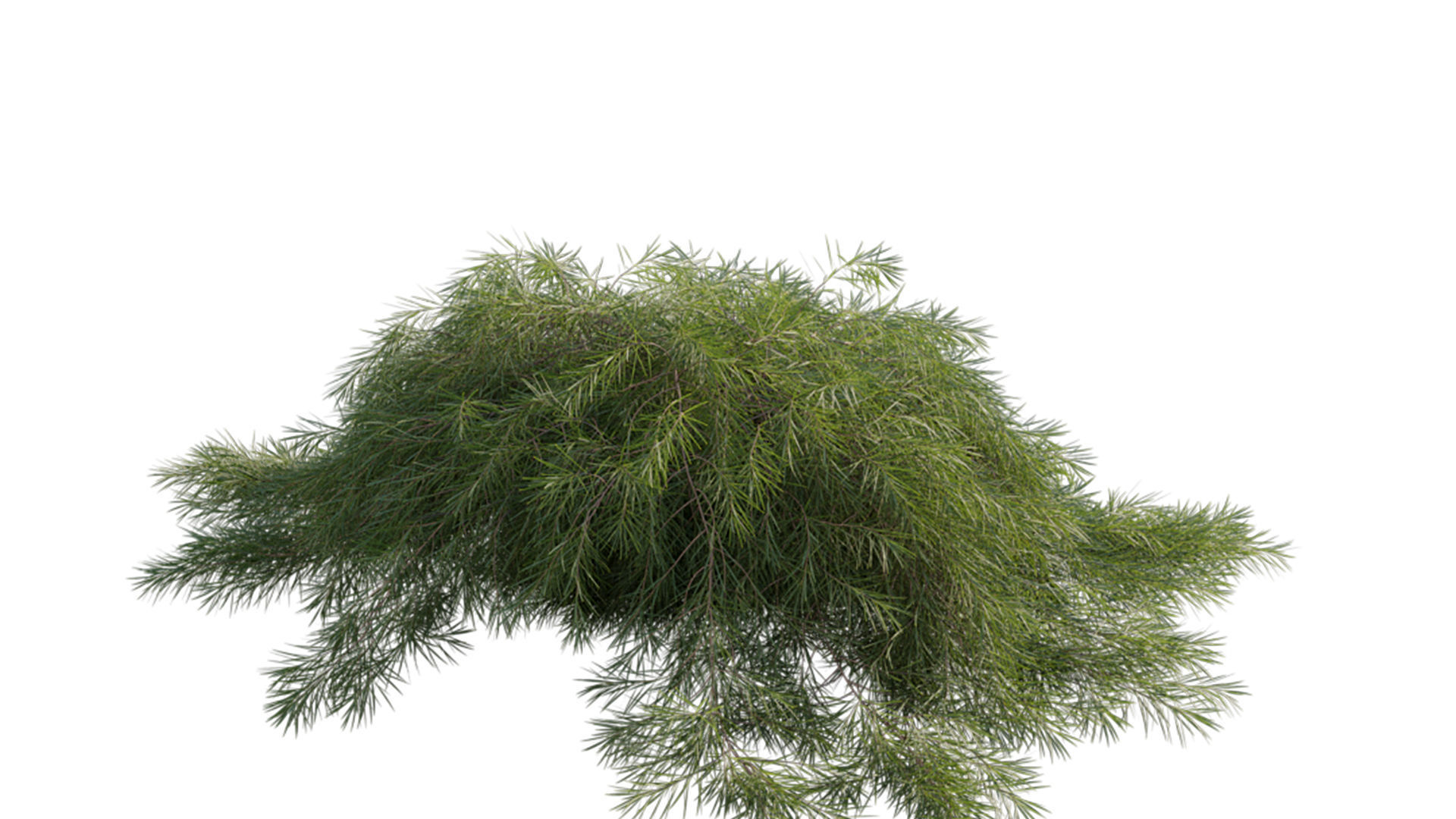 Acacia cognata Limelight 01 3D model_5