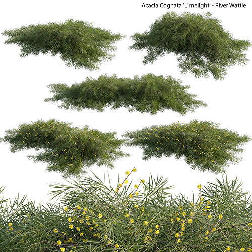 Acacia cognata Limelight 01 3D model