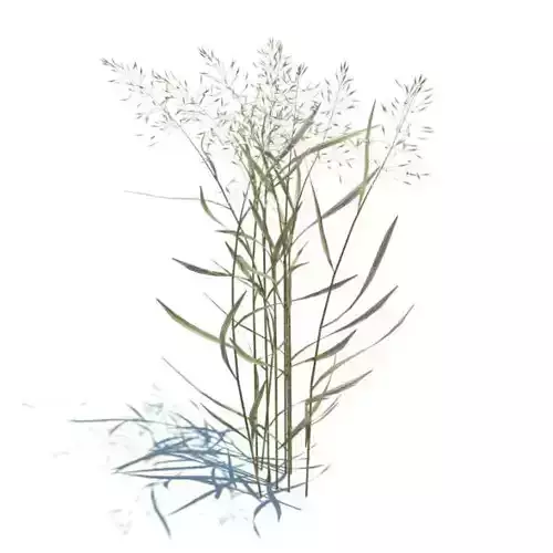 Agrostis Capillaris Plant