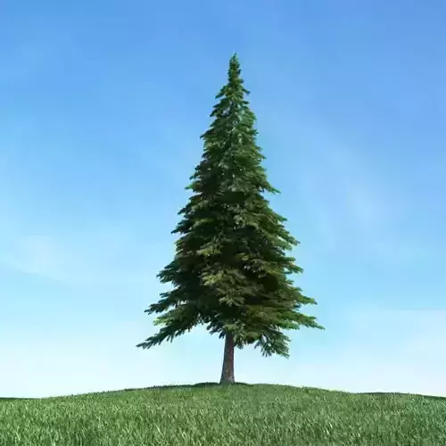Lone Tree Upon A Grassy Knoll 3D model
