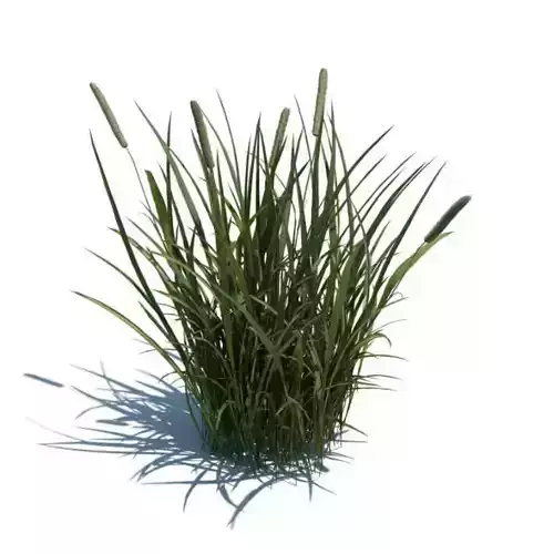 Tall Green Grass 3D model