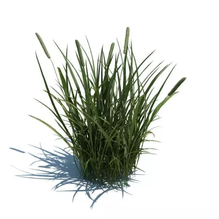 Tall Green Grass 3D model_0
