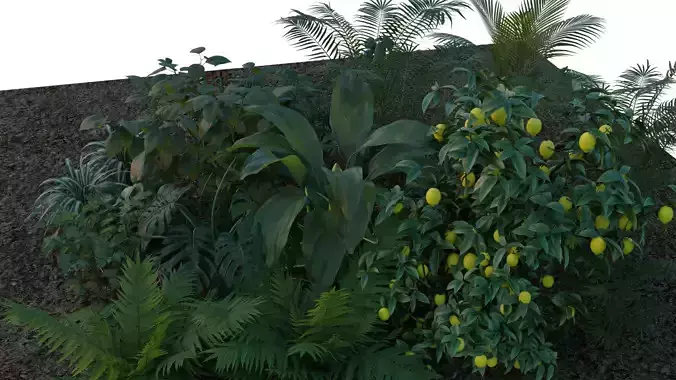 Plants tropical garden