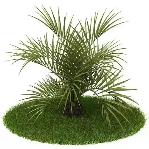 Green Needle Fan Bush