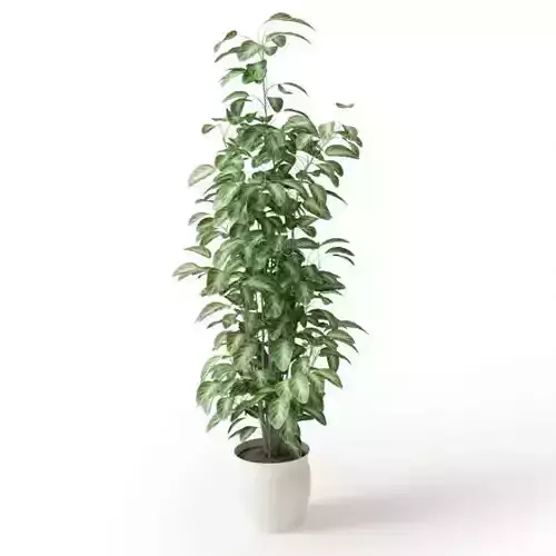 Houseplant Potted Leafy