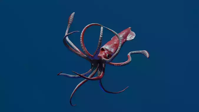 Giant Squid Low-poly 3D model