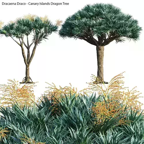 Dracaena draco 04 3D model