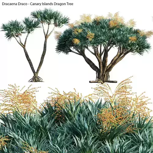 Dracaena draco 03 3D model