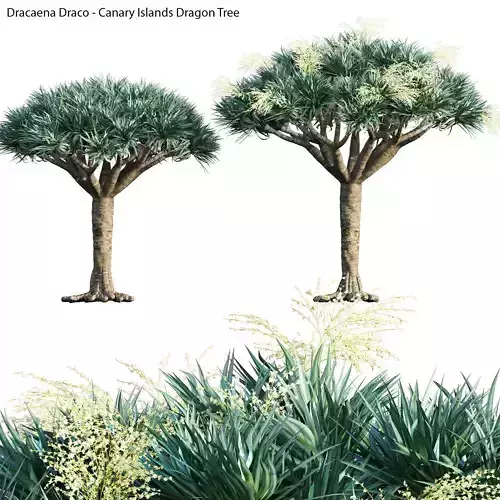 Dracaena draco 02 3D model