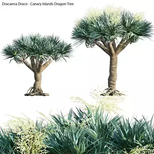 Dracaena draco 01 3D model