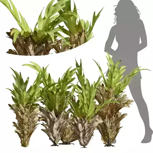 New Plant High detail Drynaria Roosii Bush