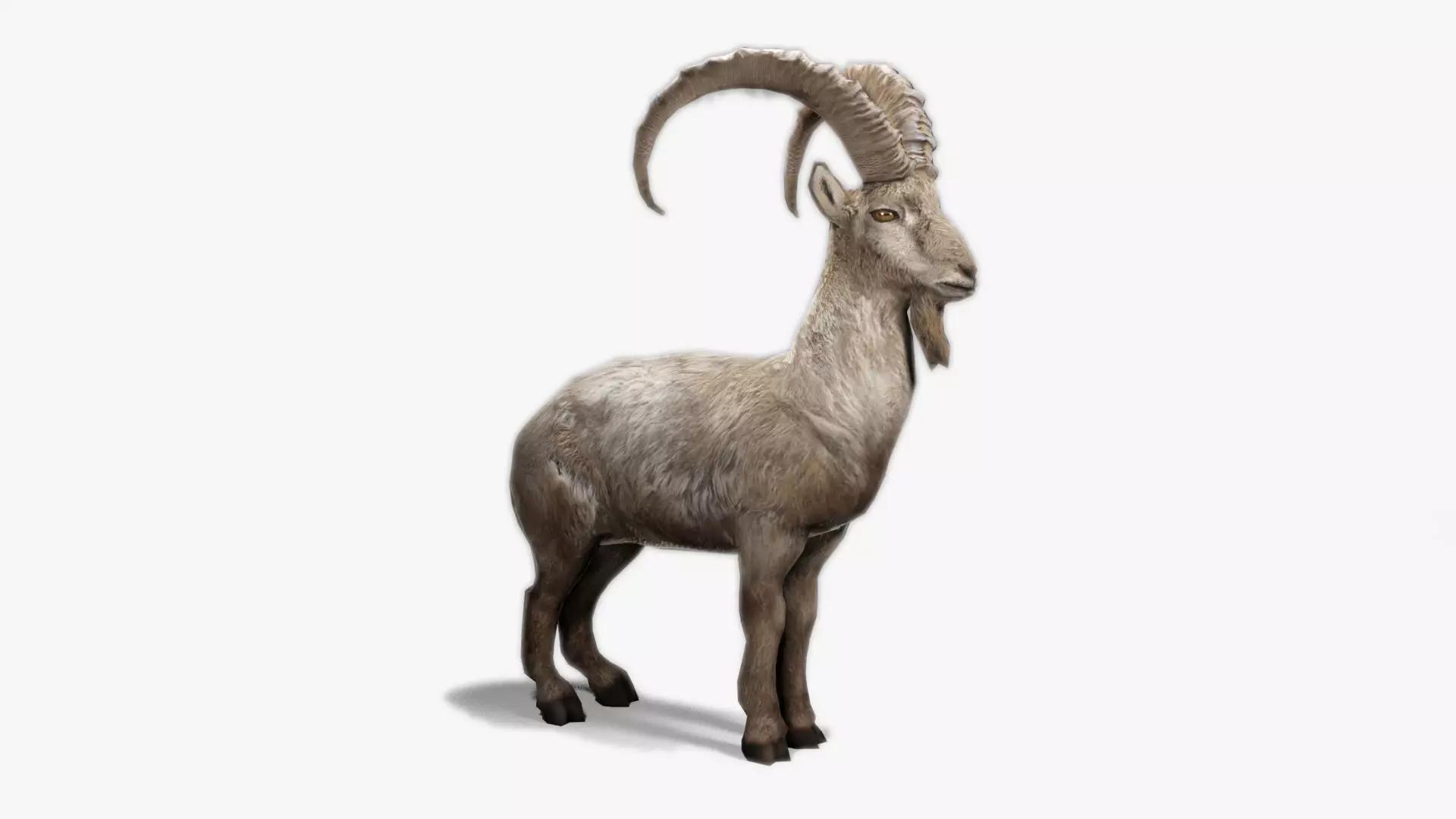 Alpine Ibex Low-poly 3D model_0