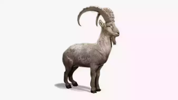 Alpine Ibex Low-poly 3D model
