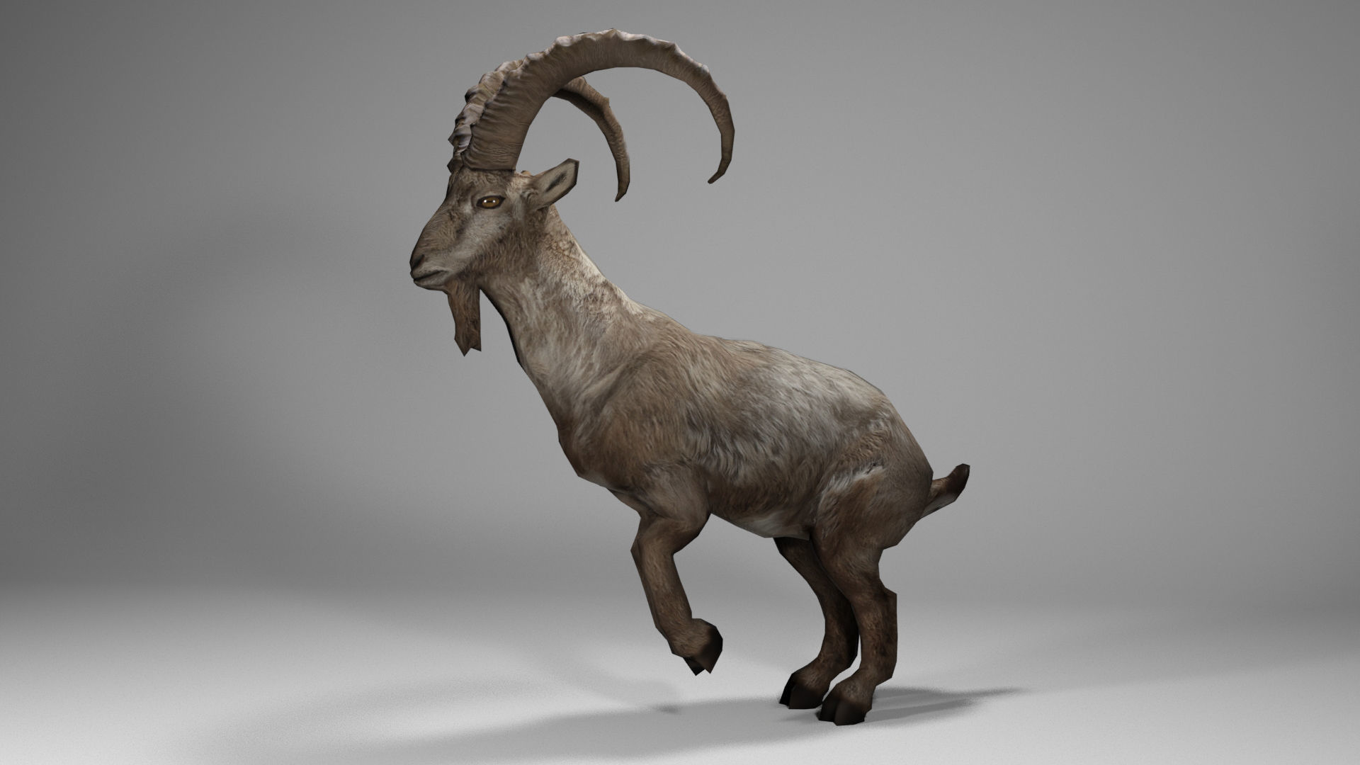 Alpine Ibex Low-poly 3D model_4