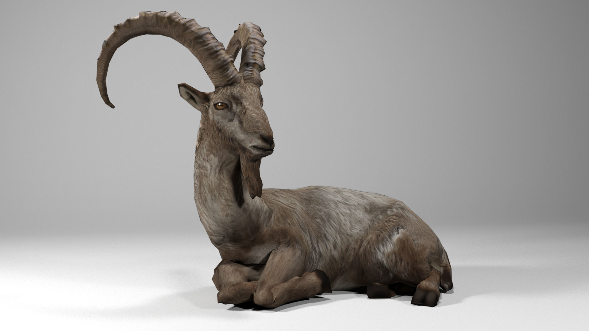Alpine Ibex Low-poly 3D model_5