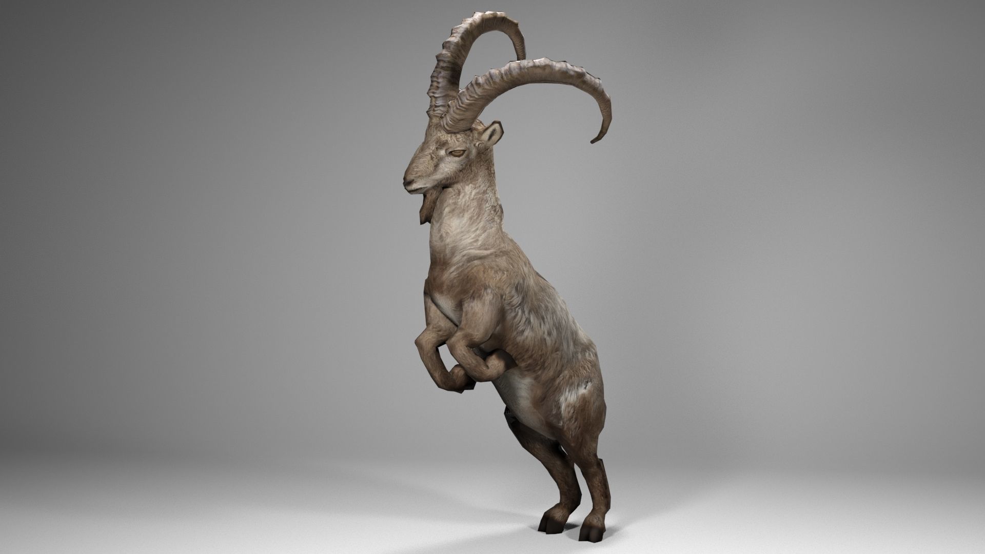 Alpine Ibex Low-poly 3D model_2
