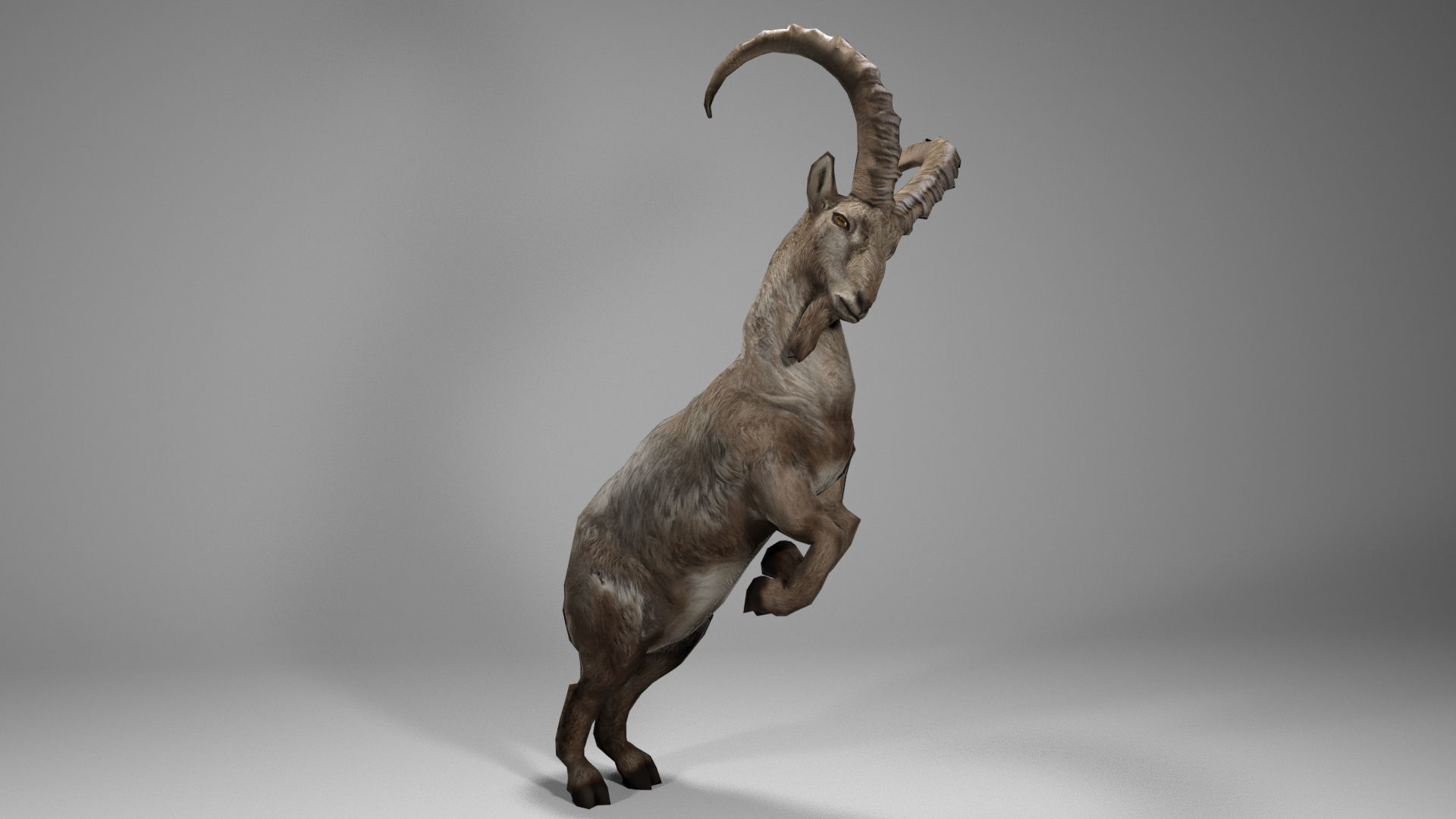 Alpine Ibex Low-poly 3D model_3
