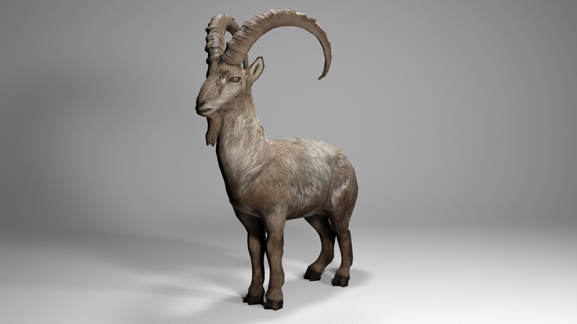Alpine Ibex Low-poly 3D model_6