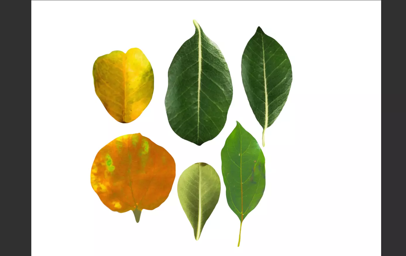 6 realistic leaves CG resource download 3DMAX leaves 3D model_0