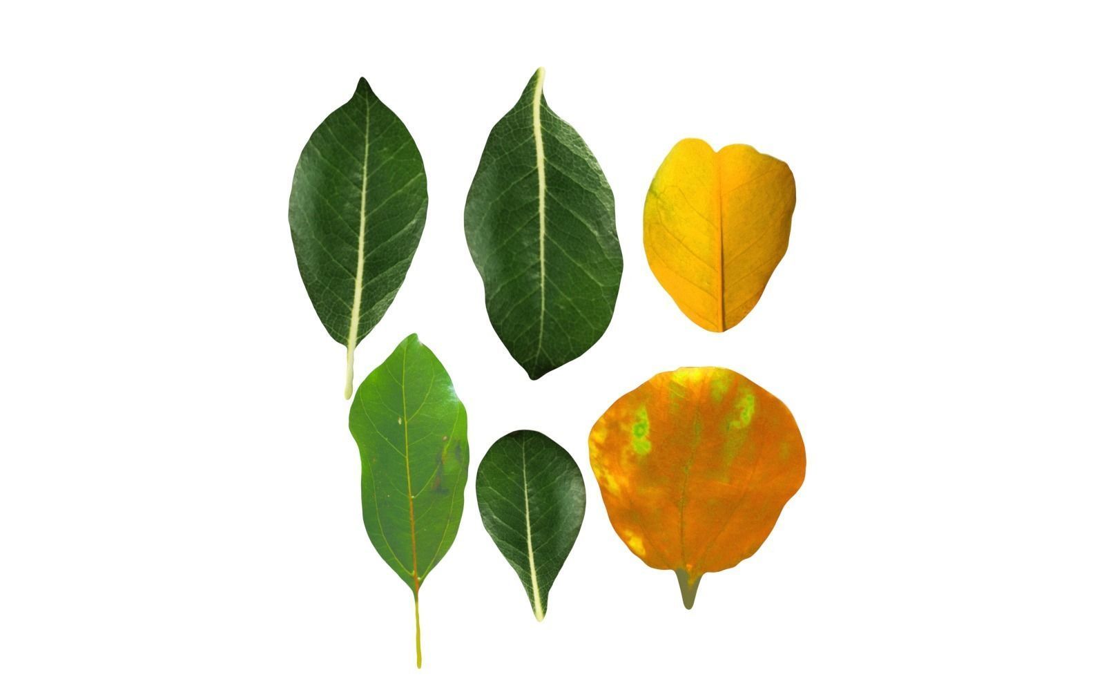 6 realistic leaves CG resource download 3DMAX leaves 3D model_1