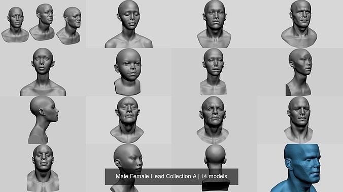 Male Female Head Collection A 