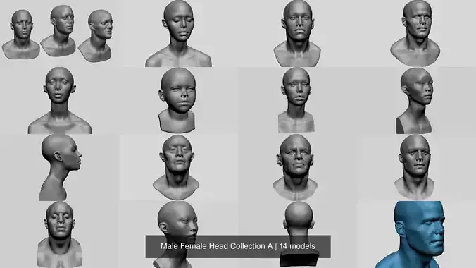 Male Female Head Collection A 