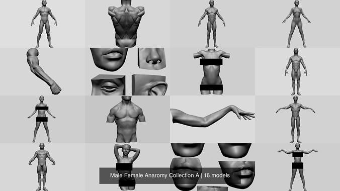 Male Female Anaromy Collection A 