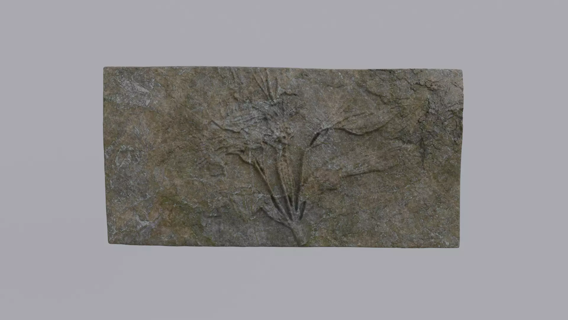Ancient Plant Fossil 2 3D model_0