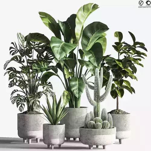 IndoorPlantSet32 two plants in concrete pots