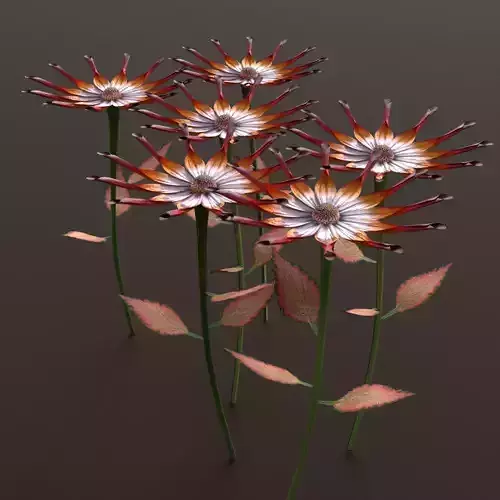 Low poly flower texture uv map African daisy