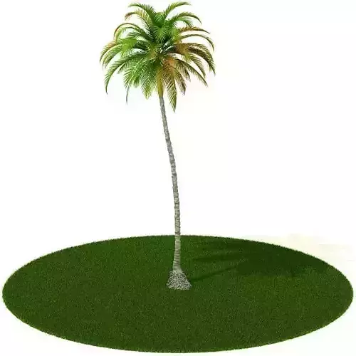 Palm Tree With Grass 3D model