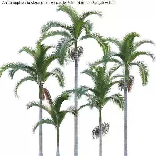Archontophoenix Alexandrae - Alexander Palm