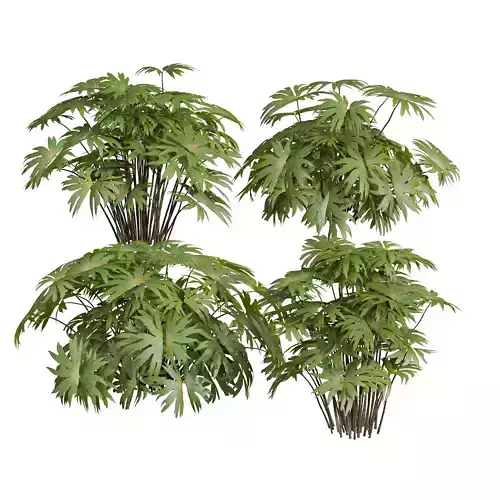 New Plant High detail Dipteris Conjugata Small