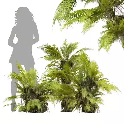 New Plant High detail Drynaria Roosii Small