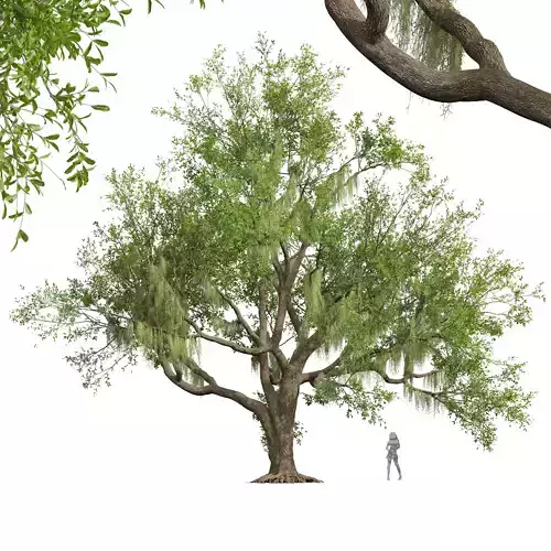 New Plant High detail Angel Oak Live Tree Spanish Moss 3D model
