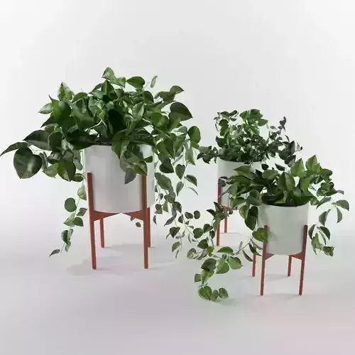 plants-02 potted plant