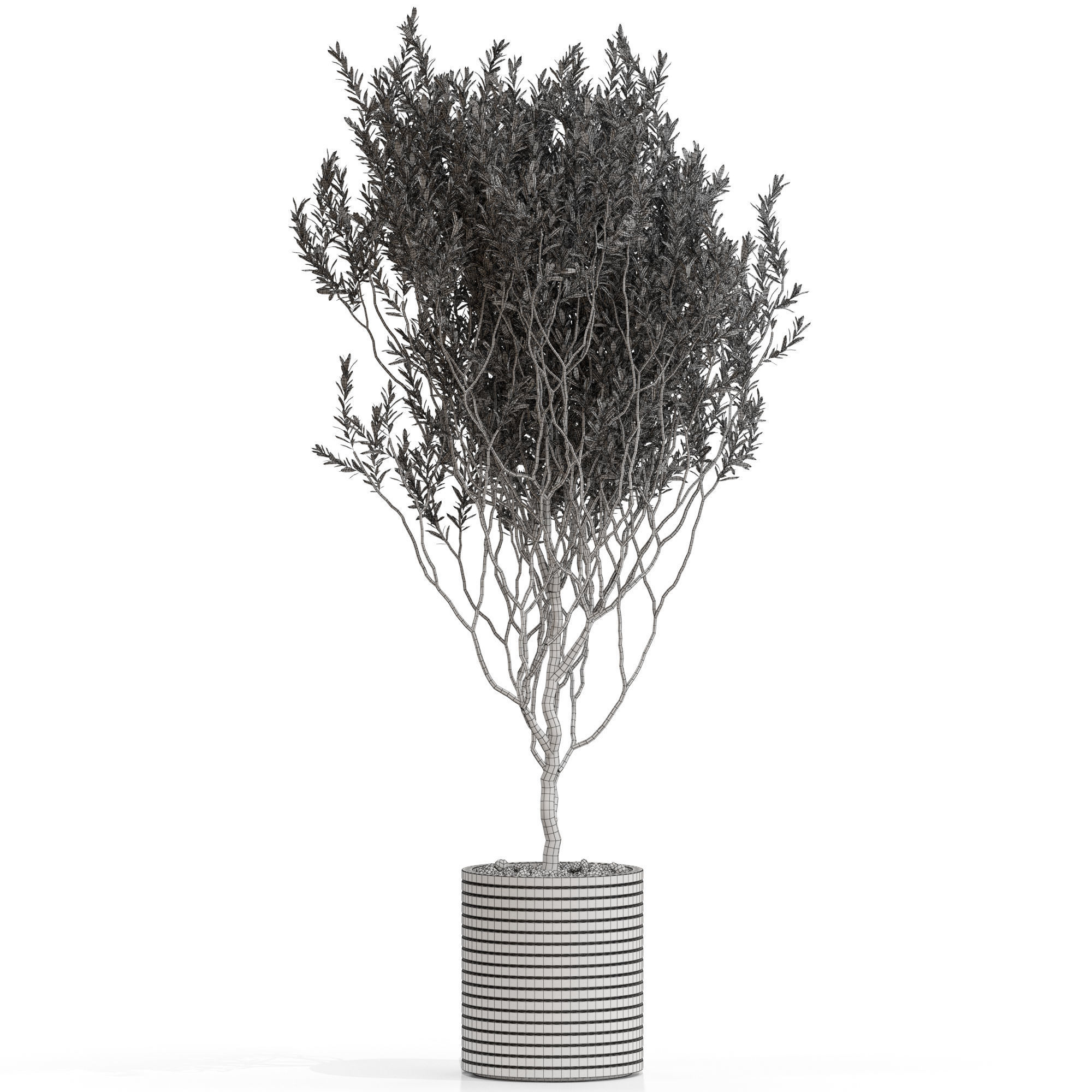 Plants collection 730 3D model_3