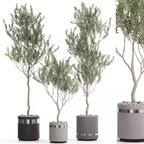 Plants collection 731 3D model