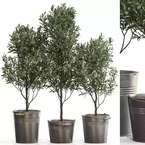 Plants collection 733 3D model