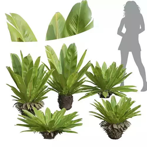 New Plant High detail Neottopteris Nidus Bush Decorative