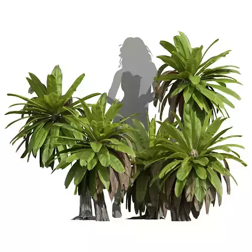 New Plant High detail Neottopteris Nidus Small