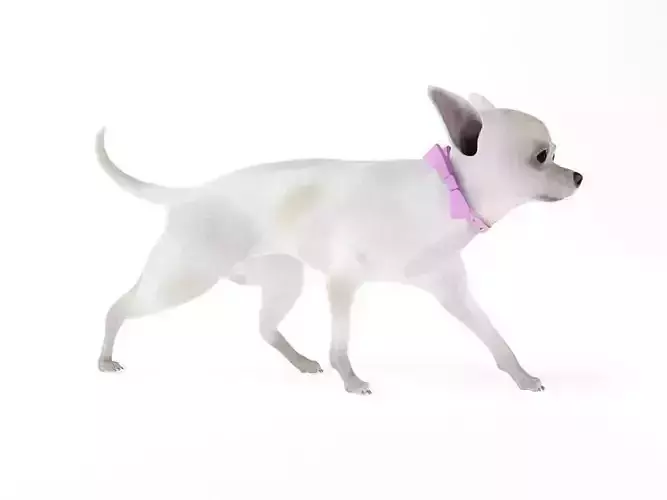 White Short Hair Chihuahua